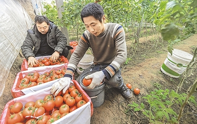 果蔬采摘